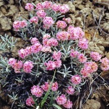 Eriogonum bicolor unspecified picture