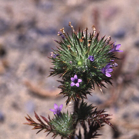 Navarretia unspecified picture