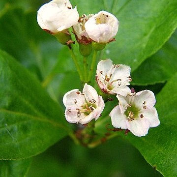 Gaultheria humifusa unspecified picture