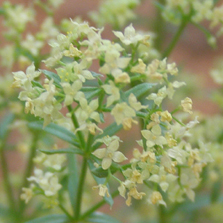 Galium multiflorum unspecified picture