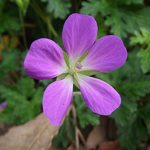 Geranium goldmanii unspecified picture