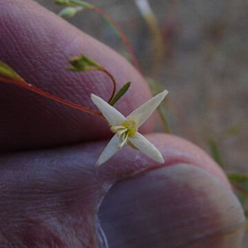 Gayophytum diffusum unspecified picture