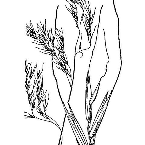 Festuca subuliflora unspecified picture