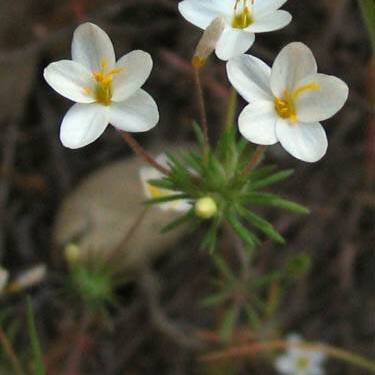 Leptosiphon parviflorus unspecified picture