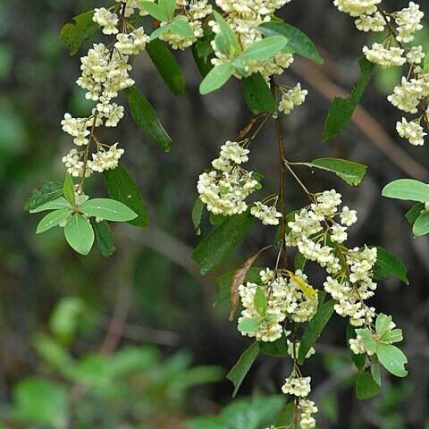 Litsea cubeba unspecified picture