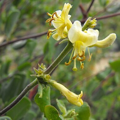 Lonicera subspicata unspecified picture