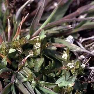 Plagiobothrys hispidulus unspecified picture