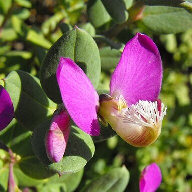 Polygala fruticosa unspecified picture