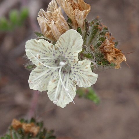 Phacelia malvifolia unspecified picture