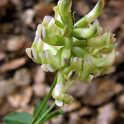 Rupertia physodes unspecified picture