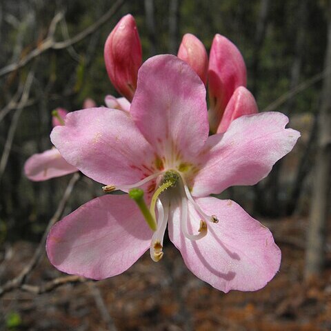 Rhododendron vaseyi unspecified picture