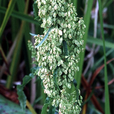 Rumex occidentalis unspecified picture