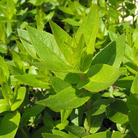 Pycnanthemum californicum unspecified picture