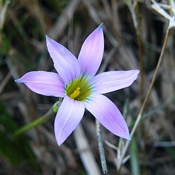 Romulea tabularis unspecified picture