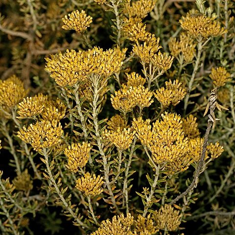 Helichrysum kraussii unspecified picture