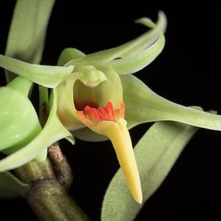 Dendrobium ayubii unspecified picture