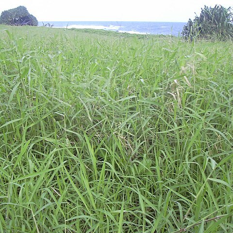 Urochloa unspecified picture