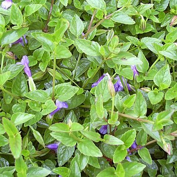 Torenia unspecified picture