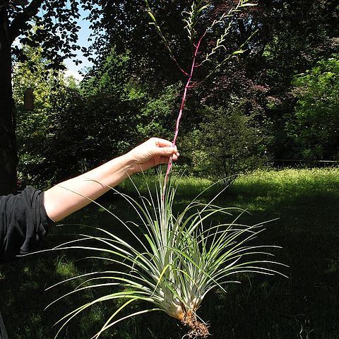 Tillandsia limbata unspecified picture