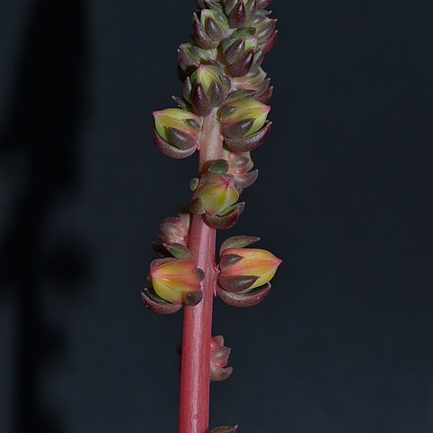 Echeveria pinetorum unspecified picture