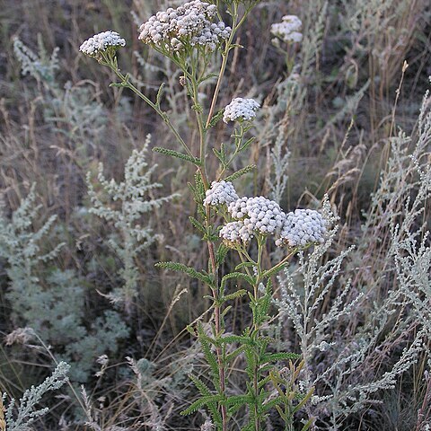 Achillea stepposa unspecified picture