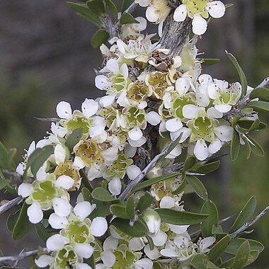 Leptospermum spinescens unspecified picture