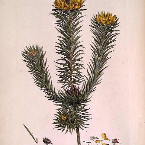 Pultenaea stipularis unspecified picture