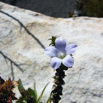 Roella amplexicaulis unspecified picture