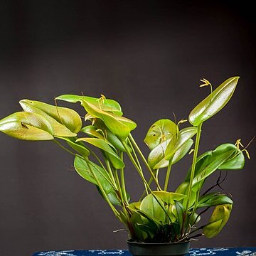 Pleurothallis vorator unspecified picture