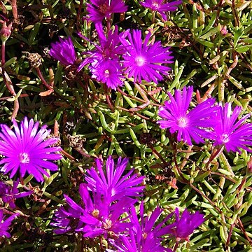 Lampranthus roseus unspecified picture