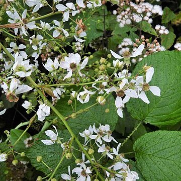 Rubus palmensis unspecified picture