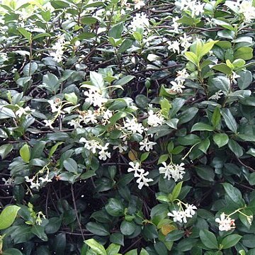 Trachelospermum unspecified picture