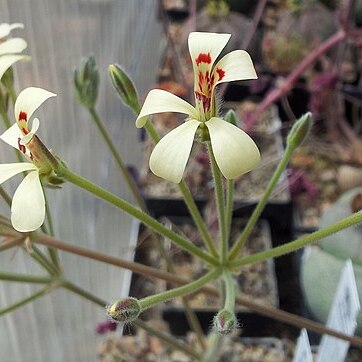 Pelargonium aestivale unspecified picture