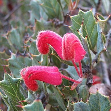 Grevillea pilosa unspecified picture