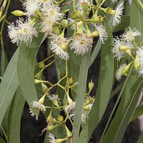 Eucalyptus crebra unspecified picture