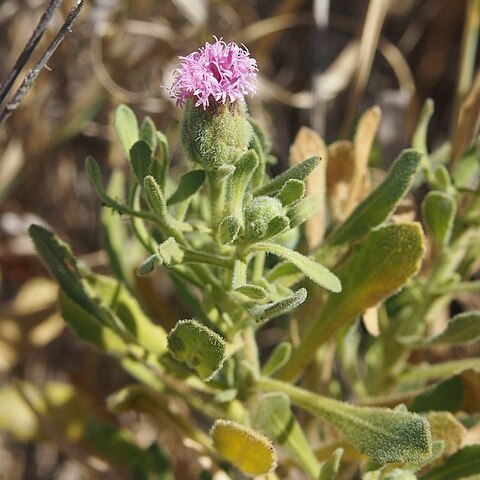 Streptoglossa bubakii unspecified picture