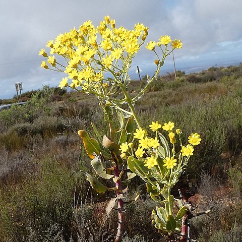 Othonna parviflora unspecified picture