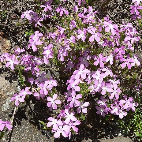 Linanthus californicus unspecified picture