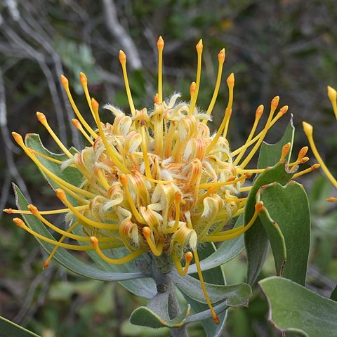 Leucospermum cuneiforme unspecified picture