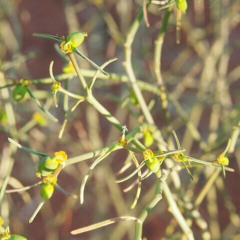 Euphorbia boophthona unspecified picture