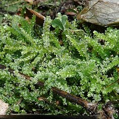 Lophocoleaceae unspecified picture