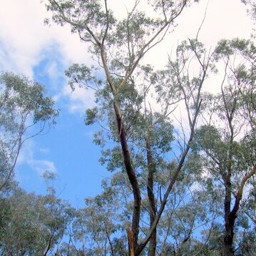 Eucalyptus sieberi unspecified picture