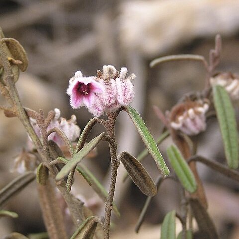 Lasiopetalum parvuliflorum unspecified picture