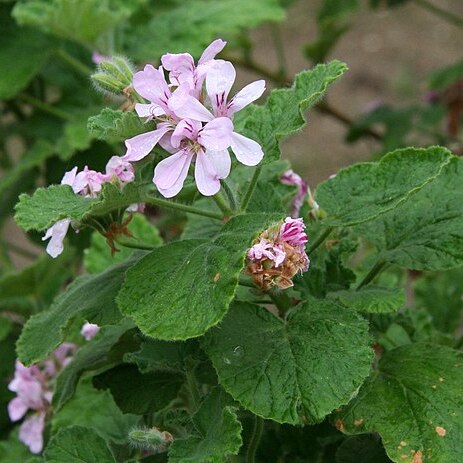 Pelargonium panduriforme unspecified picture