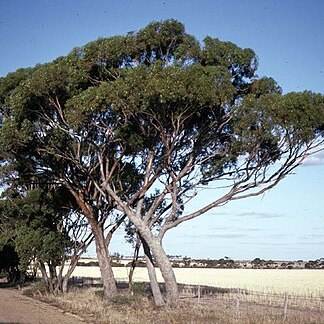 Eucalyptus aequioperta unspecified picture