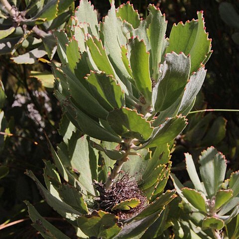 Leucospermum winteri unspecified picture