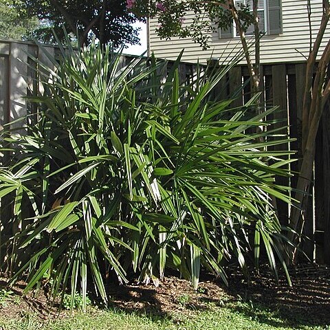 Rhapidophyllum unspecified picture