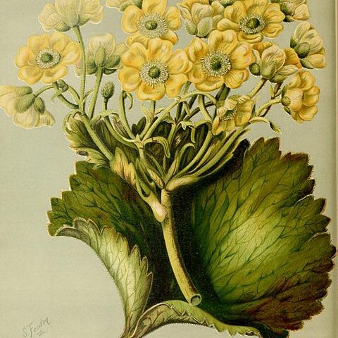 Ranunculus insignis unspecified picture