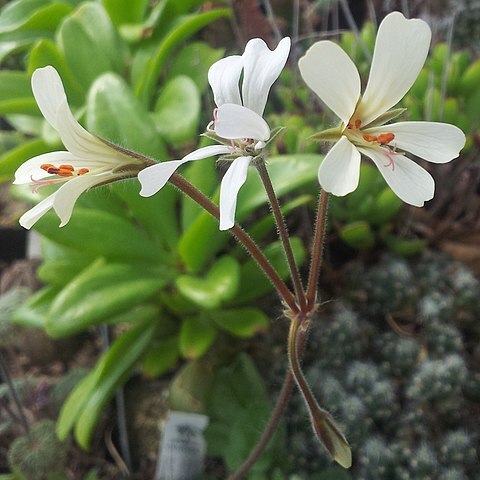 Pelargonium barklyi unspecified picture