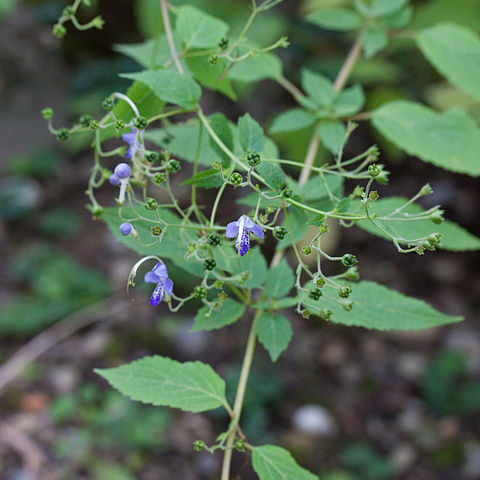 Tripora divaricata unspecified picture